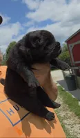 Black Male , a male Chow Chow for sale in Hodgenville, KY – 3 of 6