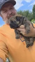 Cinnamon female , a female Chow Chow for sale in Hodgenville, KY – 2 of 10