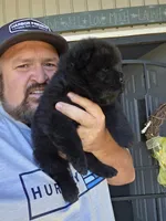 Bam baby girl , a female Chow Chow for sale in Hodgenville, KY – 2 of 7