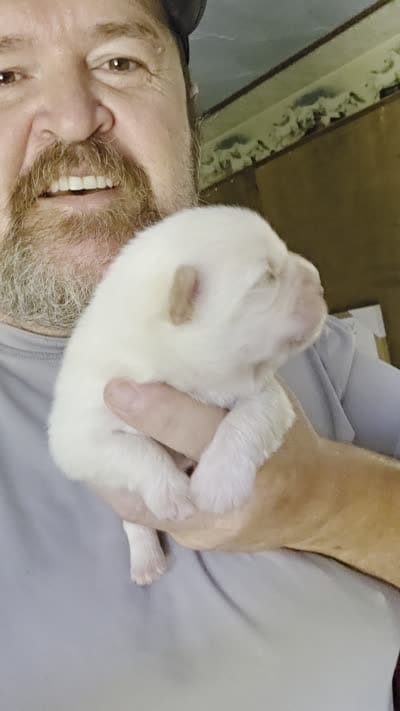 Cream Male , a male Chow Chow for sale in Hodgenville, KY – 8 of 8
