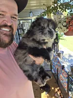 Merle Female , a female Chow Chow for sale in Hodgenville, KY – 9 of 10