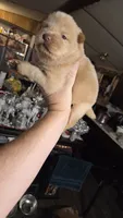 Golden chow , a female Chow Chow for sale in Hodgenville, KY – 4 of 6