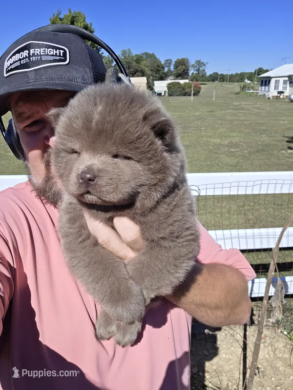 🧸🐻Lilac Male 🐻🧸 – Chow Chow puppy for sale in Hodgenville, KY