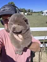 🧸🐻Lilac Male 🐻🧸, a male Chow Chow for sale in Hodgenville, KY – 1 of 10