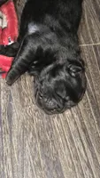 Black female , a female Chow Chow for sale in Hodgenville, KY – 6 of 9