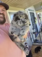 Merle Boy, a male Chow Chow for sale in Hodgenville, KY – 4 of 9