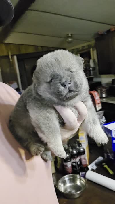 Blue fawn male , a male Chow Chow for sale in Hodgenville, KY – 9 of 9
