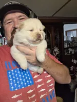 Cream Female chocolate gene carrier , a female Chow Chow for sale in Hodgenville, KY – 7 of 7