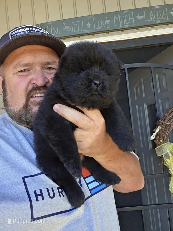 Bam baby girl  – Chow Chow puppy for sale in Hodgenville, KY