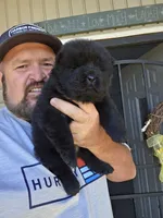 Bam baby girl , a female Chow Chow for sale in Hodgenville, KY – 1 of 7