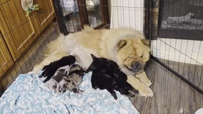 Merle Boy, a male Chow Chow for sale in Hodgenville, KY – 9 of 9