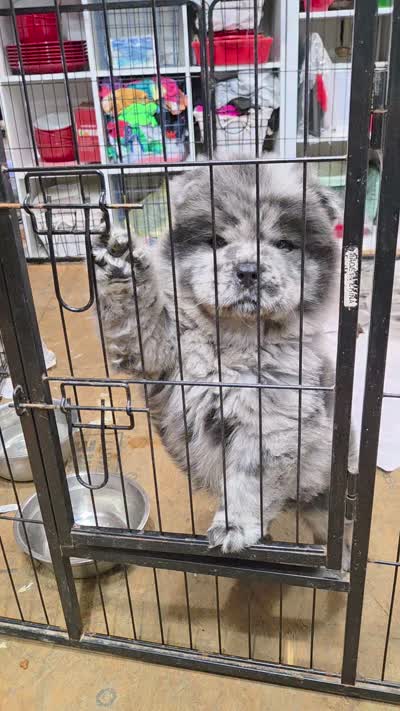 Bam Bams Merle boy, a male Chow Chow for sale in Hodgenville, KY – 10 of 10