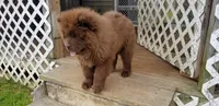 🐻🧸Chocolate male🐻🧸, a male Chow Chow for sale in Hodgenville, KY – 9 of 10