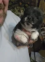 Piebald blk&white Male , a male Chow Chow for sale in Hodgenville, KY – 4 of 8