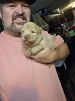 Golden chow , a female Chow Chow for sale in Hodgenville, KY – 2 of 6