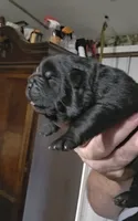 Black female , a female Chow Chow for sale in Hodgenville, KY – 5 of 9