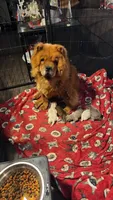 Blue girl , a female Chow Chow for sale in Hodgenville, KY – 4 of 6