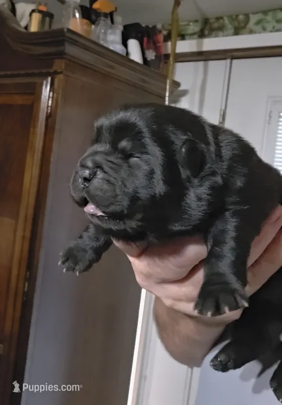 Black female  – Chow Chow puppy for sale in Hodgenville, KY
