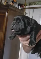 Black female , a female Chow Chow for sale in Hodgenville, KY – 2 of 9