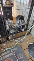 Merle Female , a female Chow Chow for sale in Hodgenville, KY – 8 of 10