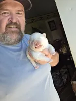 Cream Male , a male Chow Chow for sale in Hodgenville, KY – 6 of 8