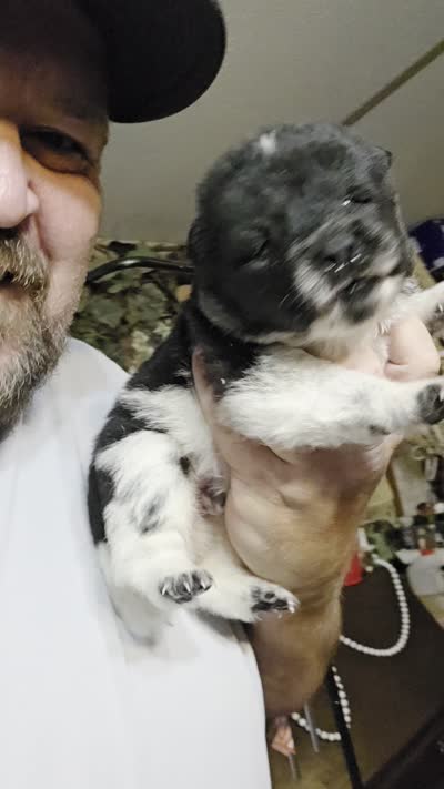 Piebald blk&white Male , a male Chow Chow for sale in Hodgenville, KY – 3 of 8