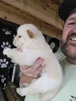 Cream female , a female Chow Chow for sale in Hodgenville, KY – 2 of 4