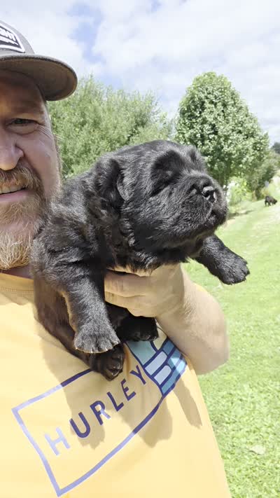 🧸🐻Black female🧸🐻, a female Chow Chow for sale in Hodgenville, KY – 10 of 10