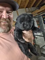 Black Male chocolate chow gene carrier. , a male Chow Chow for sale in Hodgenville, KY – 5 of 5