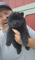 🧸🐻Black female🧸🐻, a female Chow Chow for sale in Hodgenville, KY – 6 of 6