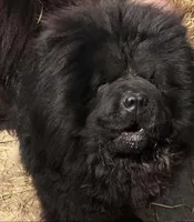 Black female , a female Chow Chow for sale in Hodgenville, KY – 4 of 9