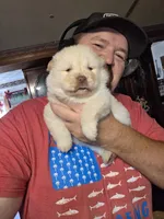 Cream Female chocolate gene carrier , a female Chow Chow for sale in Hodgenville, KY – 5 of 7