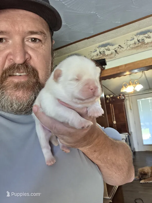 Cream Male  – Chow Chow puppy for sale in Hodgenville, KY