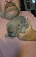 Blue Fawn male , a male Chow Chow for sale in Hodgenville, KY – 5 of 9