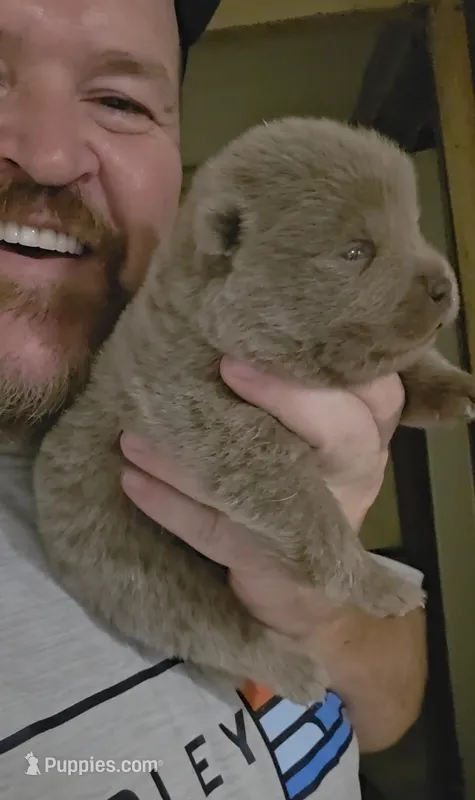 🧸🐻Lilac Male 🐻🧸 – Chow Chow puppy for sale in Hodgenville, KY