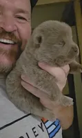🧸🐻Lilac Male 🐻🧸, a male Chow Chow for sale in Hodgenville, KY – 1 of 9