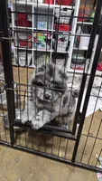 Bam Bams Merle boy, a male Chow Chow for sale in Hodgenville, KY – 2 of 10
