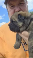 Cinnamon female , a female Chow Chow for sale in Hodgenville, KY – 7 of 10