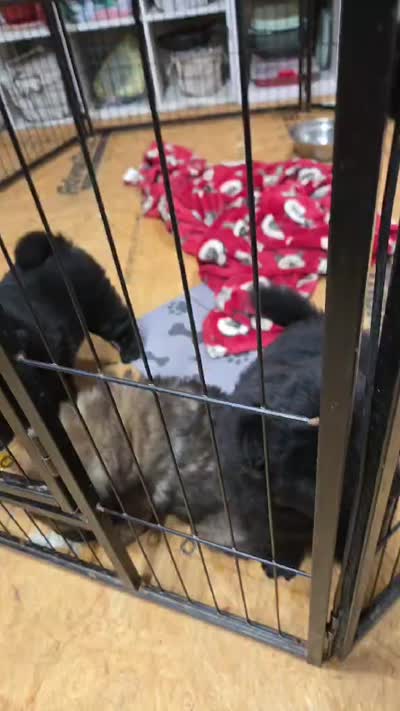 Black Male , a male Chow Chow for sale in Hodgenville, KY – 5 of 6