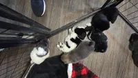 Piebald blk&white Male , a male Chow Chow for sale in Hodgenville, KY – 2 of 8