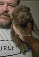 🐻🧸Chocolate male🐻🧸, a male Chow Chow for sale in Hodgenville, KY – 2 of 10