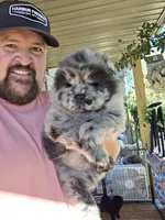 Merle Boy, a male Chow Chow for sale in Hodgenville, KY – 1 of 9