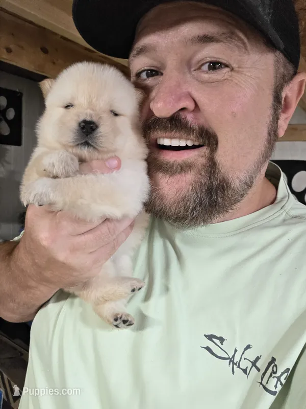 Cream female  – Chow Chow puppy for sale in Hodgenville, KY