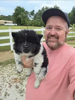 Piebald blk&white Male , a male Chow Chow for sale in Hodgenville, KY – 3 of 4