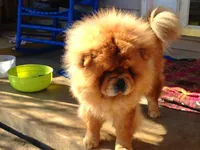 Bam baby girl , a female Chow Chow for sale in Hodgenville, KY – 4 of 7