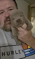 🧸🐻Lilac Male 🐻🧸, a male Chow Chow for sale in Hodgenville, KY – 3 of 9