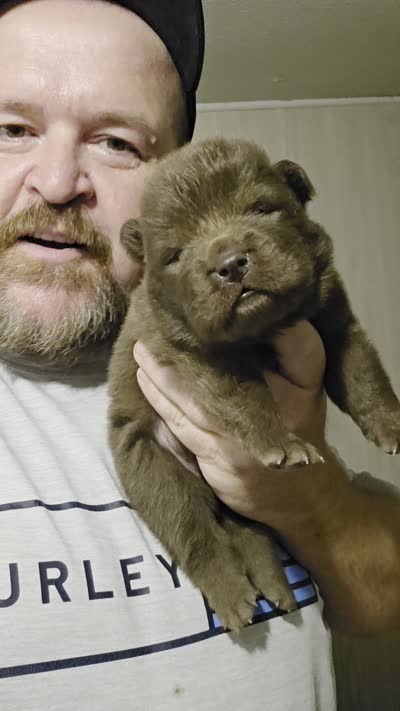 🐻🧸Chocolate male🐻🧸, a male Chow Chow for sale in Hodgenville, KY – 10 of 10