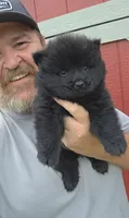 🧸🐻Black female🧸🐻, a female Chow Chow for sale in Hodgenville, KY – 5 of 6