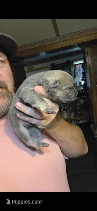 Blue Fawn male  – Chow Chow puppy for sale in Hodgenville, KY