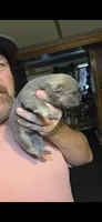 Blue Fawn male , a male Chow Chow for sale in Hodgenville, KY – 1 of 9